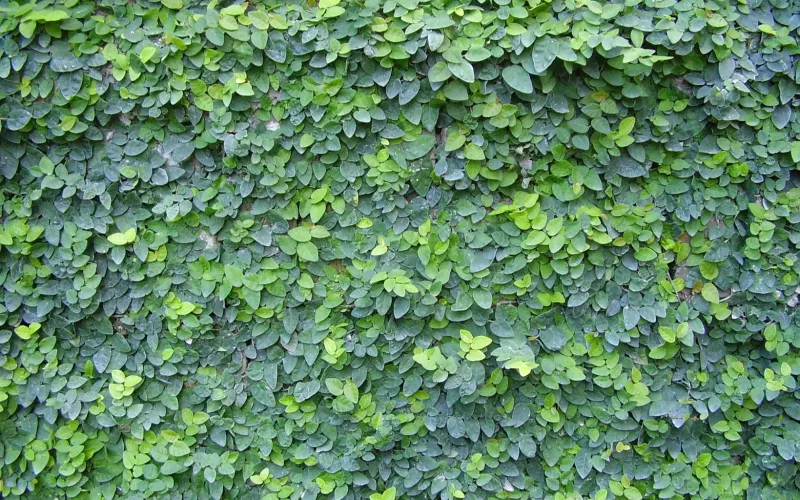 a group of green plants