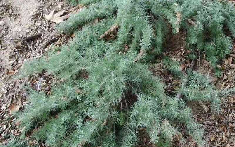 Artemesia ‘Canyon Gray’