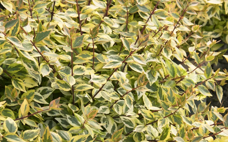 Abelia 'Kaleidoscope'