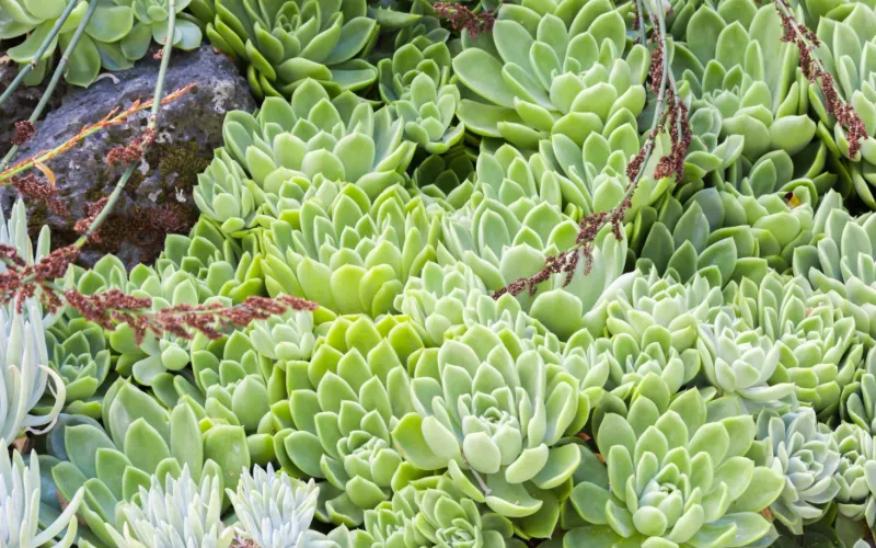 Echeveria agavoides 'Gilva'