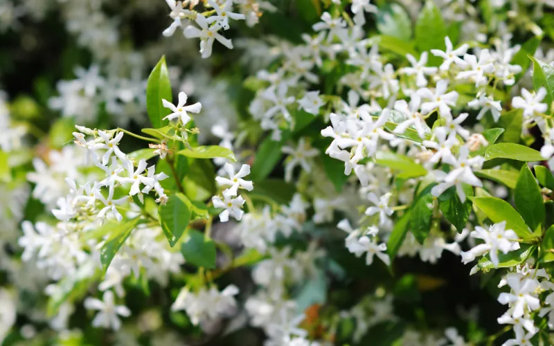 Trees & Shrubs for a Moon Garden | Armstrong Garden Centers