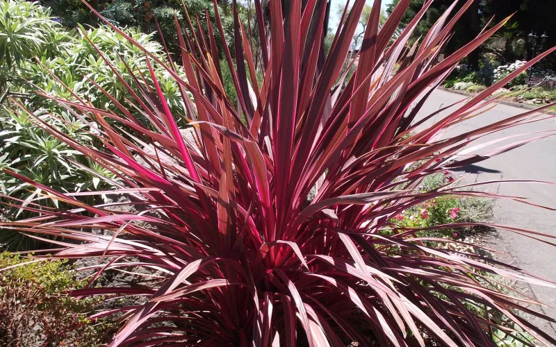 Cordyline Design-a-line Burgundy