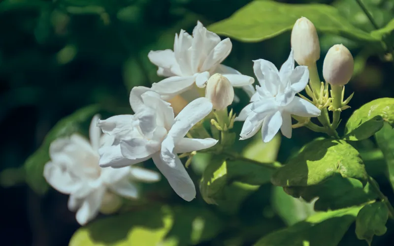 a close up of a flower