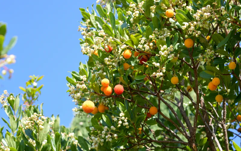 Arbutus 'Marina' Strawberry Tree