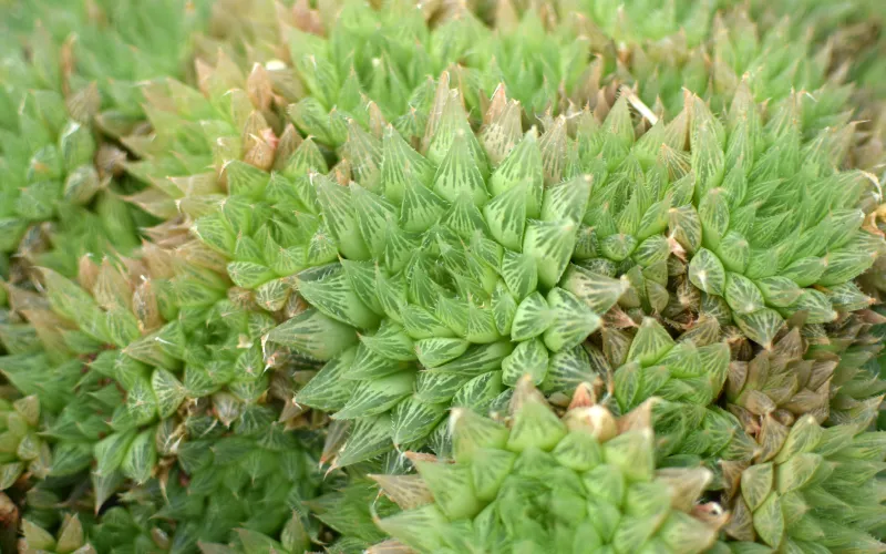 Haworthia reticulata