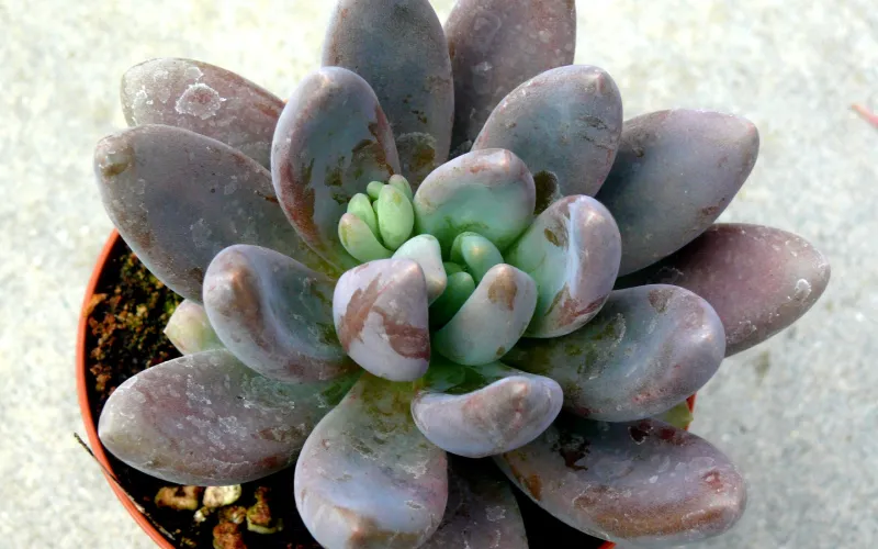 Echeveria hybrid Haagai 'Tolimanesis'