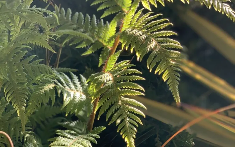 a close up of a plant