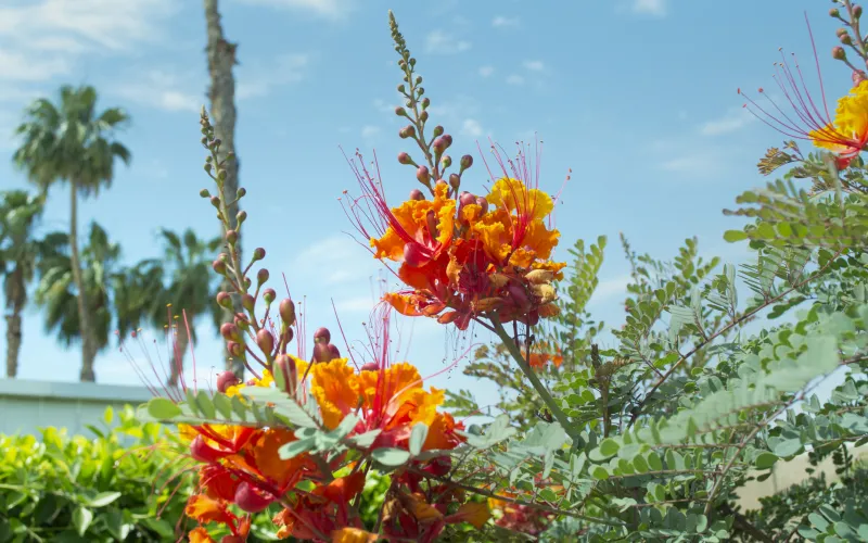 Mexican Bird of Paradise