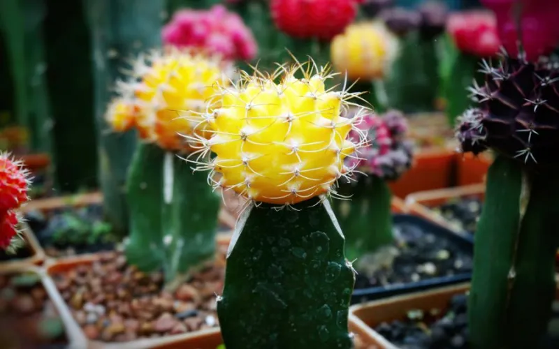 a close up of a flower