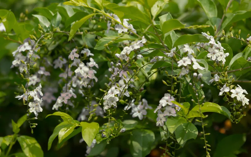 a close up of a tree
