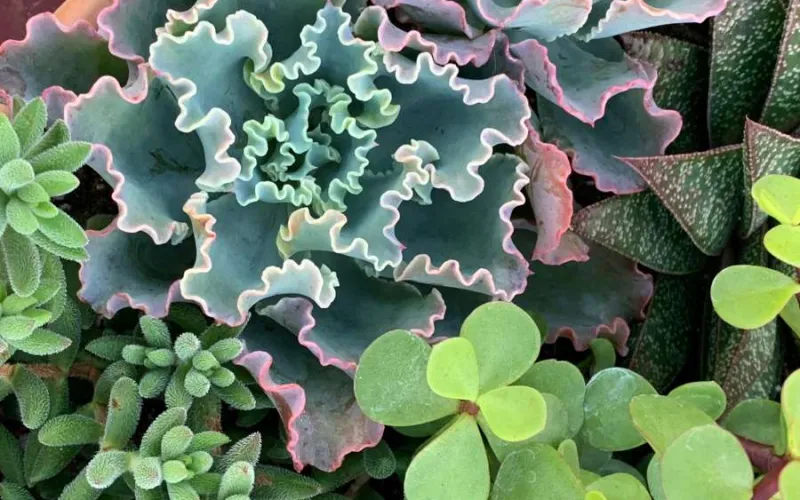 Succulent plants