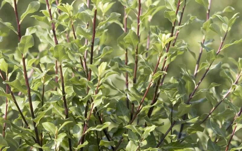 a close up of a green plant