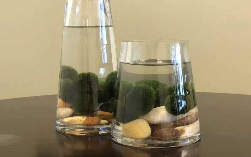 marimo moss balls in glass vessels with rock