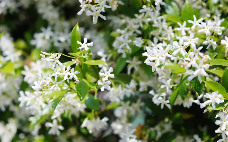 a close up of a flower garden