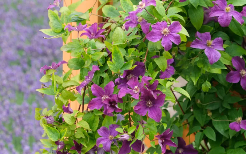 Trees and Shrubs for a Butterfly Garden | Armstrong Garden Centers