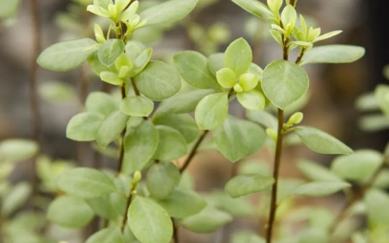 a close up of a plant
