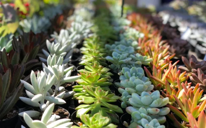 Succulents