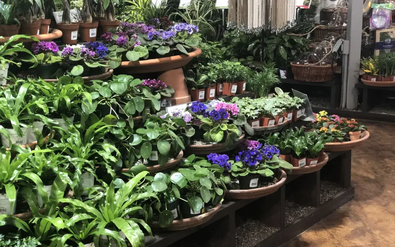 Armstrong Houseplant Section
