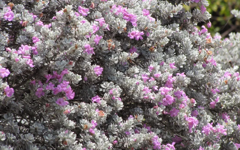 a vase filled with purple flowers