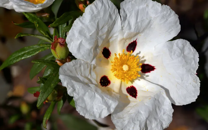 a close up of a flower
