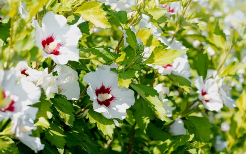 a close up of a flower