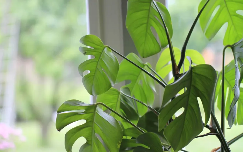 monstera deliciosa in window