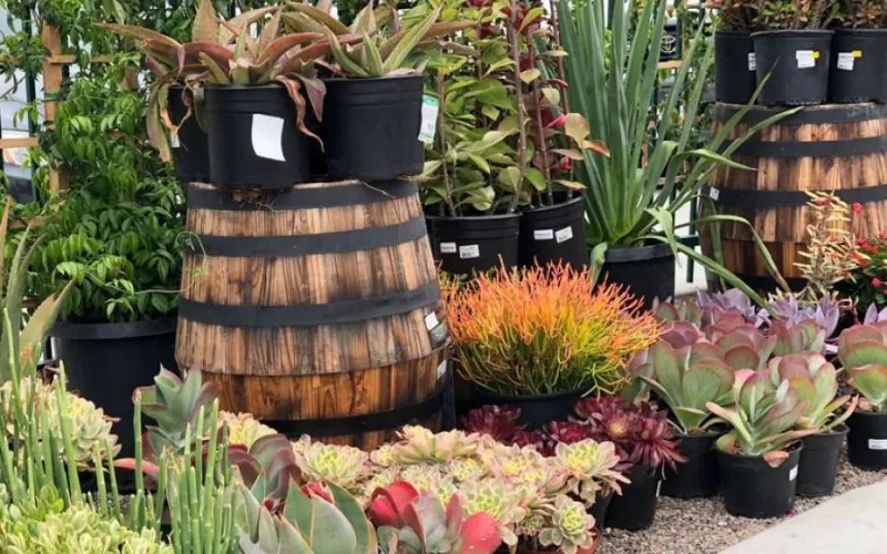 Succulents