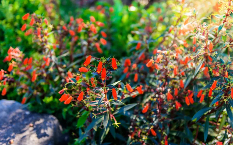 Epilobium-California Fuchsia