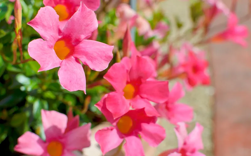 a close up of pink flowers