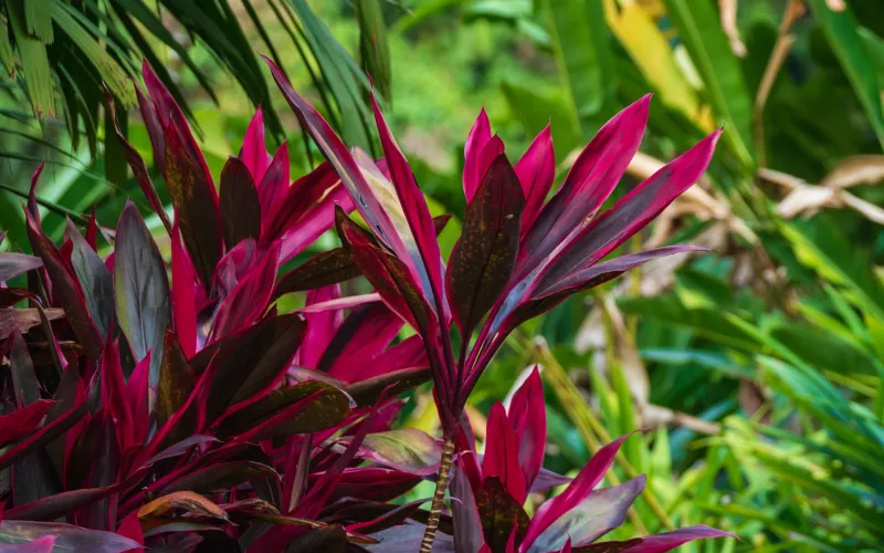 Cordyline fruticosa