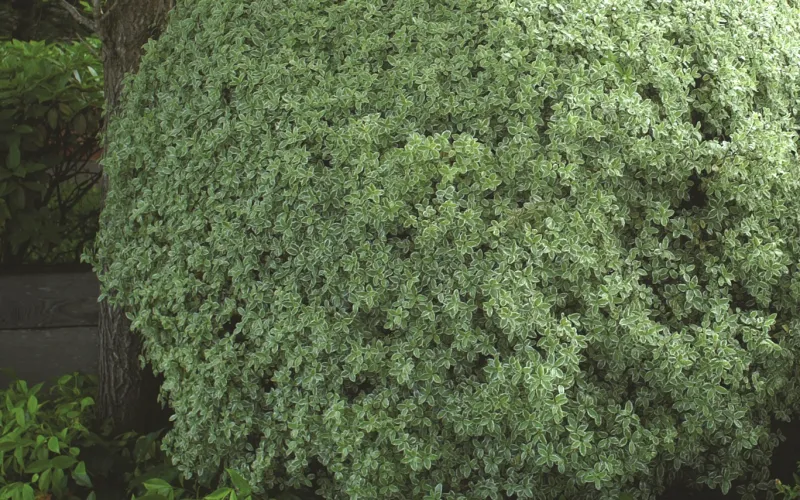 a close up of a flower garden