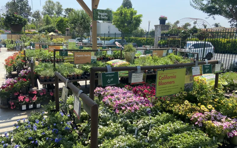 a garden with flowers