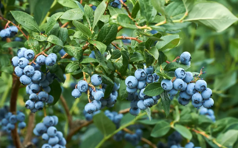Blueberries (Sunshine, Bountiful, Jubilee)