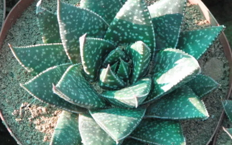 Gasteria 'Royal Wolfgang'
