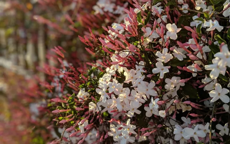 a close up of a flower