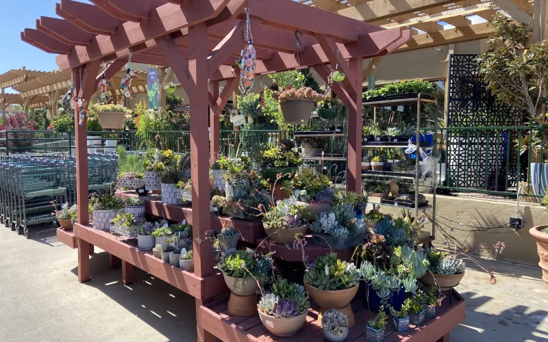 a group of potted plants