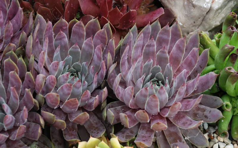 Sempervivum 'Chick Charms Berry Blues'