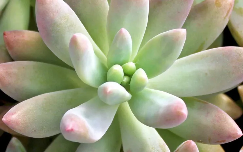 Graptosedum 'Darley Sunshine'