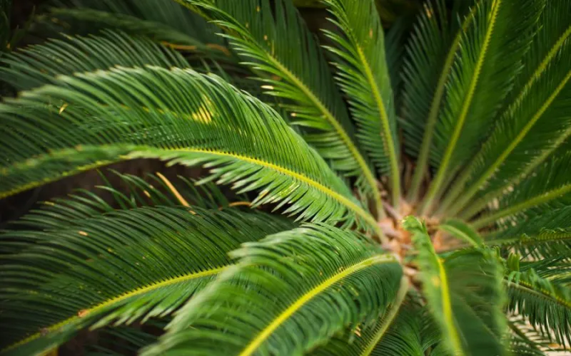 a palm tree