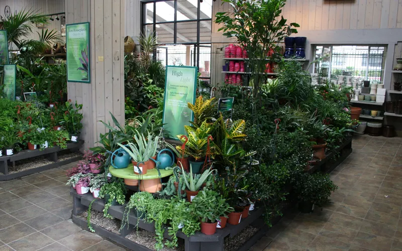 a plant in a garden