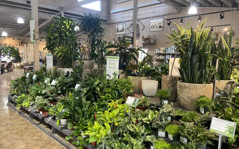 a large room with many plants in it