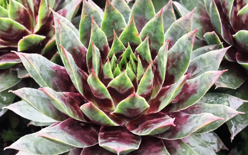 Sempervivum 'Chick Charms Cranberry Cocktail'