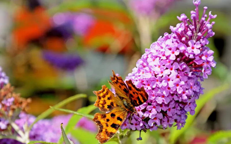 Trees and Shrubs for a Butterfly Garden | Armstrong Garden Centers