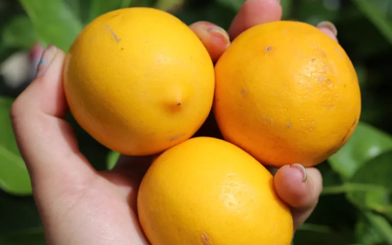 Hand holding three ripe yellow oranges with green leaves blurred in background