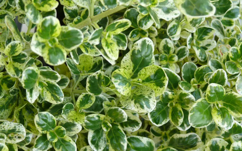 a close up of a green leaf