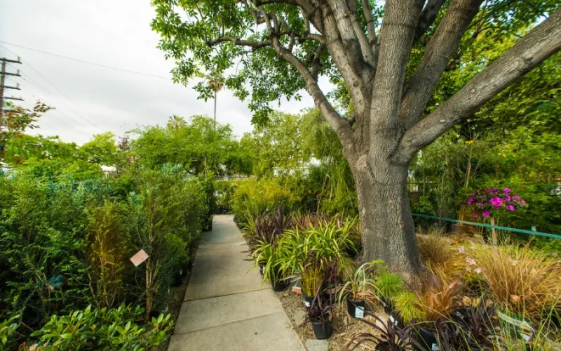 a path with trees on the side