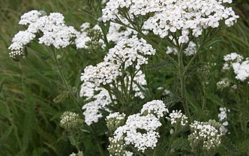 Achillea ‘Sonoma Coast'