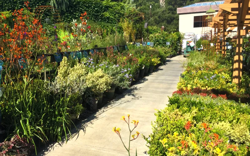 a close up of a flower garden