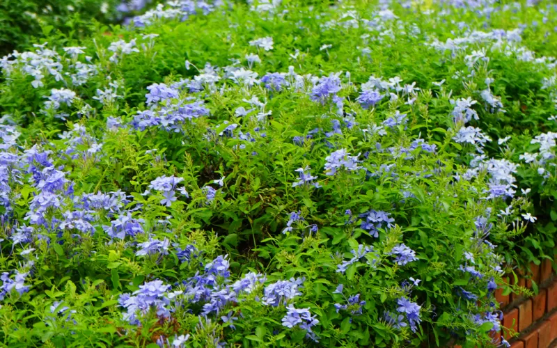 a close up of a flower garden