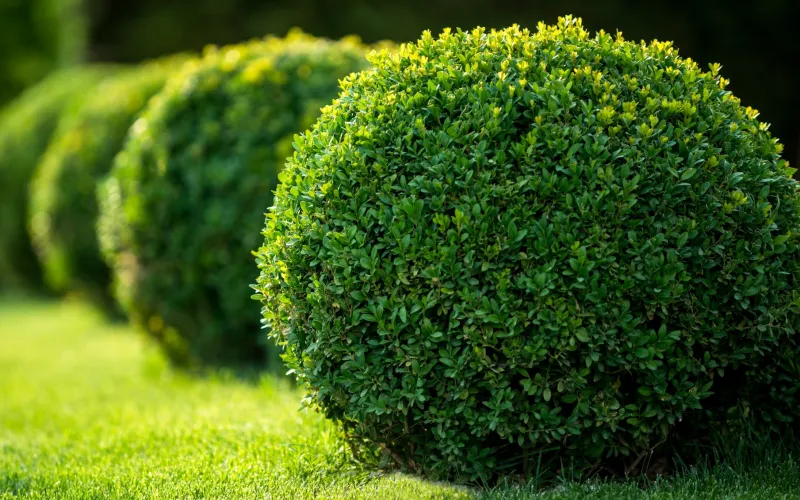 Boxwood